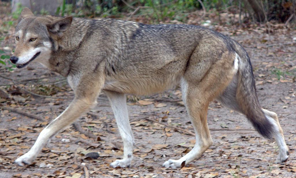 Red wolf - Wikipedia