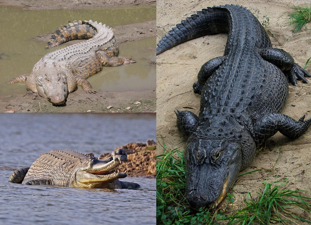 Crocodilia - Wikipedia