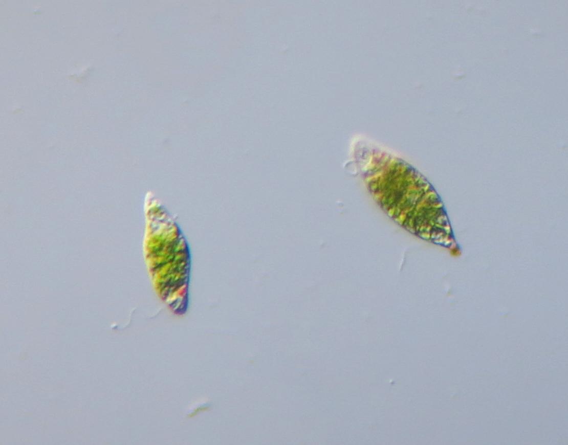 Euglena - Wikipedia