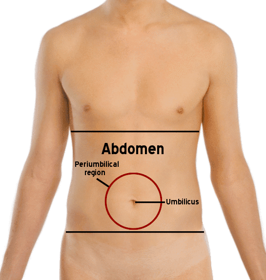 Abdomen - Wikipedia