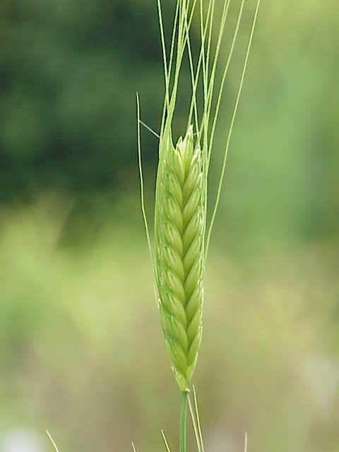 Einkorn - Wikipedia