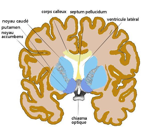 Noyau accumbens — Wikipédia