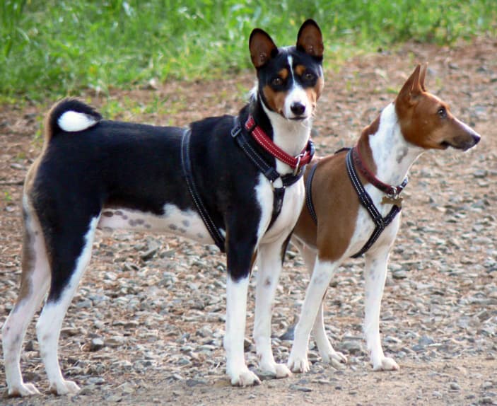 Basenji — Wikipédia