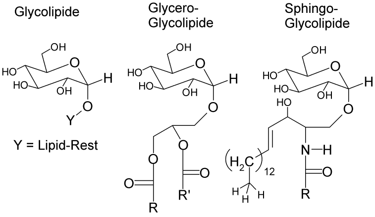 Glycolipide — Wikipédia