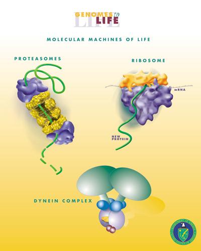 Biological engineering - Wikipedia