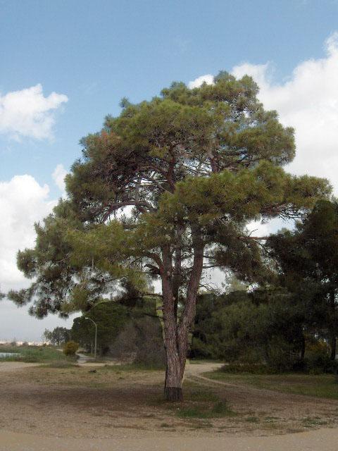 Pinaceae — Wikipédia