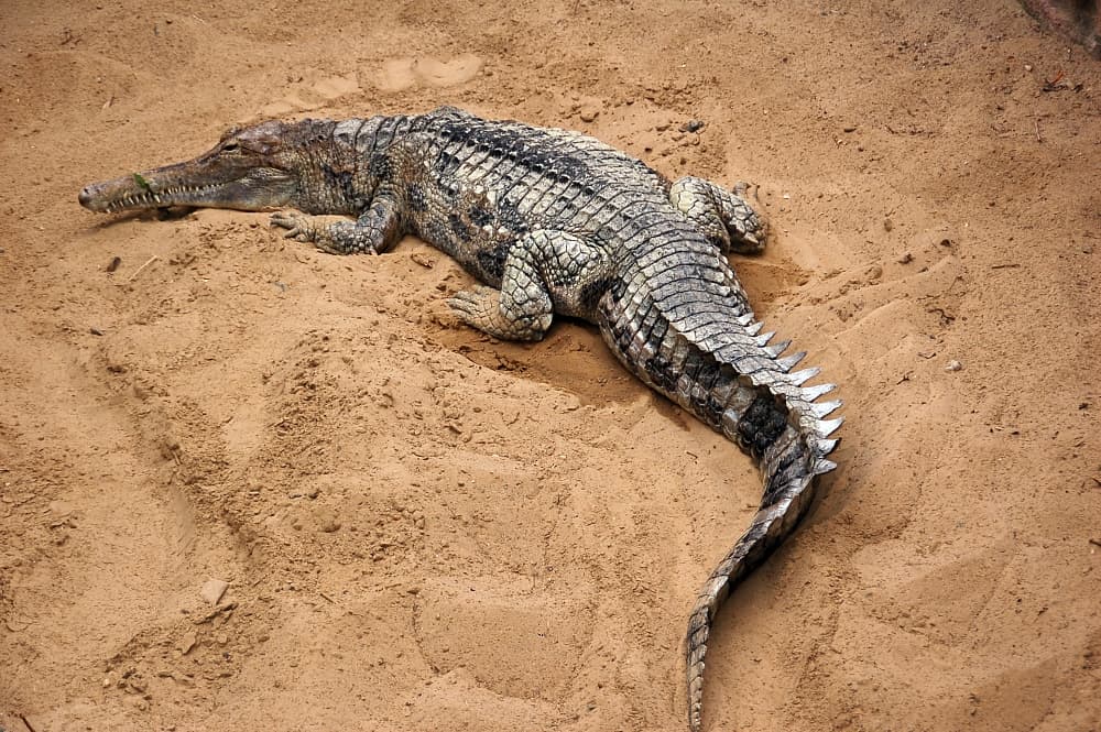 False gharial - Wikipedia