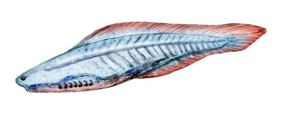 Haikouichthys - Wikipedia