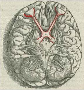 Optic chiasm - Wikipedia