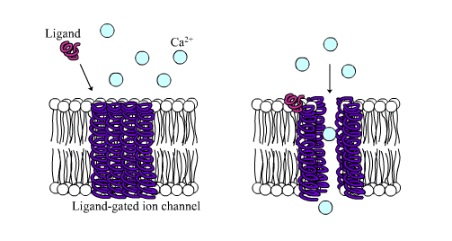 Ligand-gated ion channel - Wikipedia