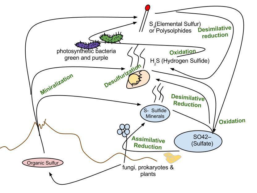 Sulfur cycle - Wikipedia