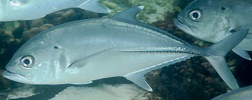 Bigeye trevally - Wikipedia