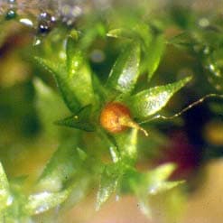 Physcomitrella patens — Wikipédia