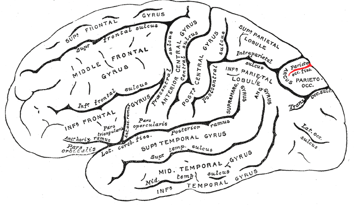 Parieto-occipital sulcus - Wikipedia