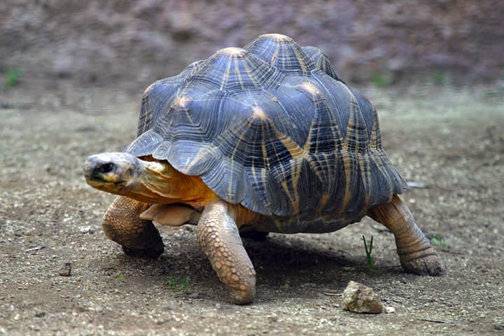 Carapace de tortue — Wikipédia