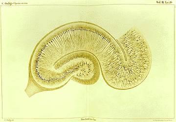 Coloration de Golgi — Wikipédia