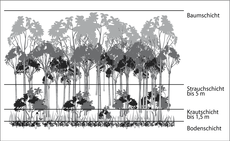 Stratification (vegetation) - Wikipedia