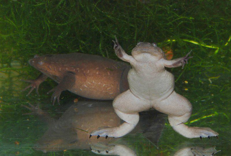 Western clawed frog - Wikipedia