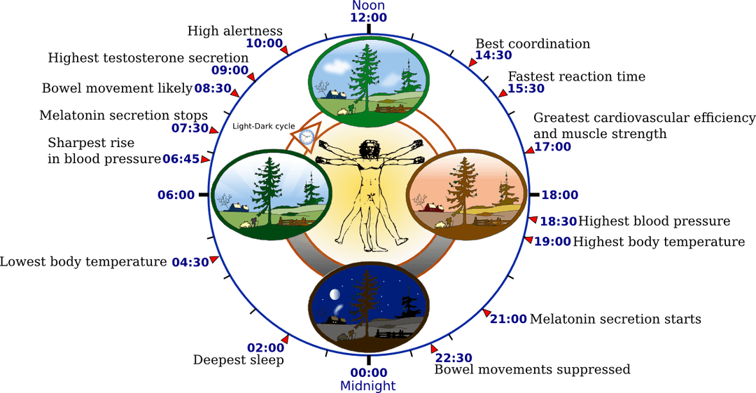 Chronobiology - Wikipedia