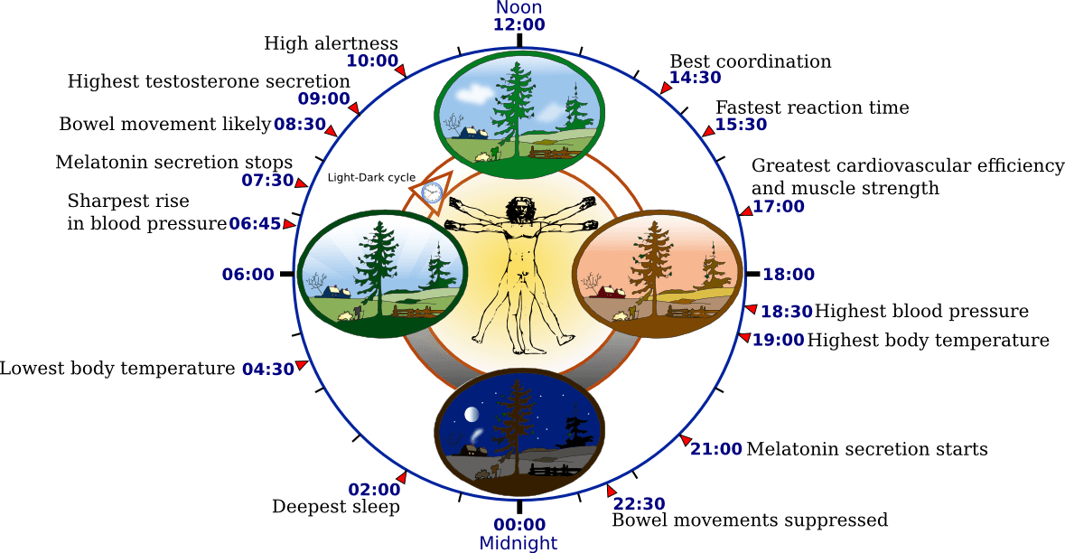 Chronobiology - Wikipedia