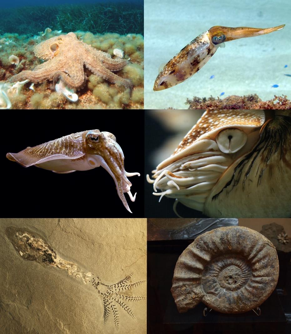 Cephalopod - Wikipedia