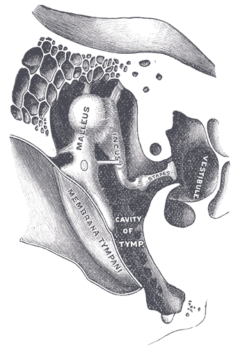 Otospongiose — Wikipédia