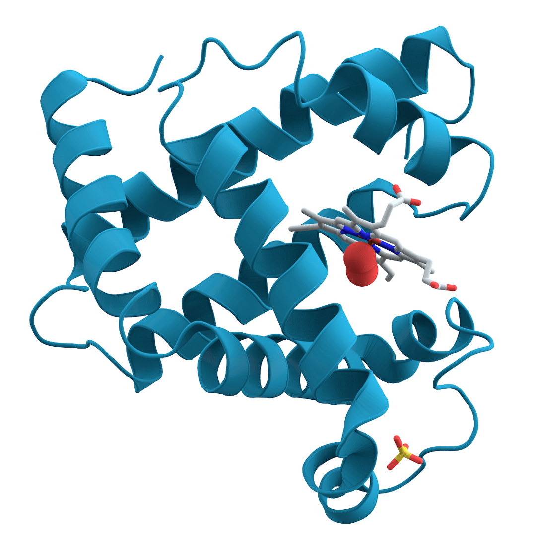 Biomolécule — Wikipédia