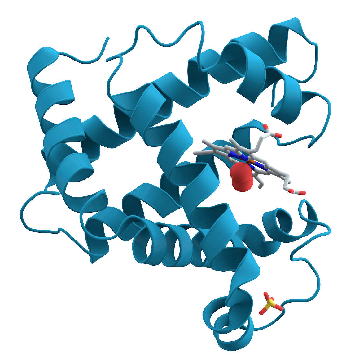 Protein - Wikipedia