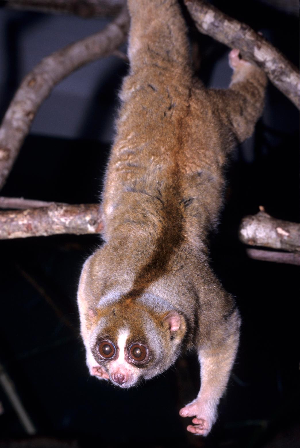 Slow loris - Wikipedia