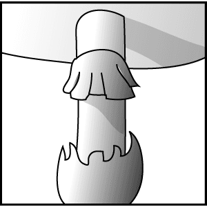 Stipe (mycology) - Wikipedia