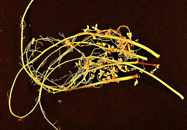 Rhizobia - Wikipedia