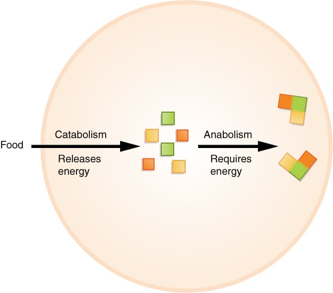 Anabolism - Wikipedia