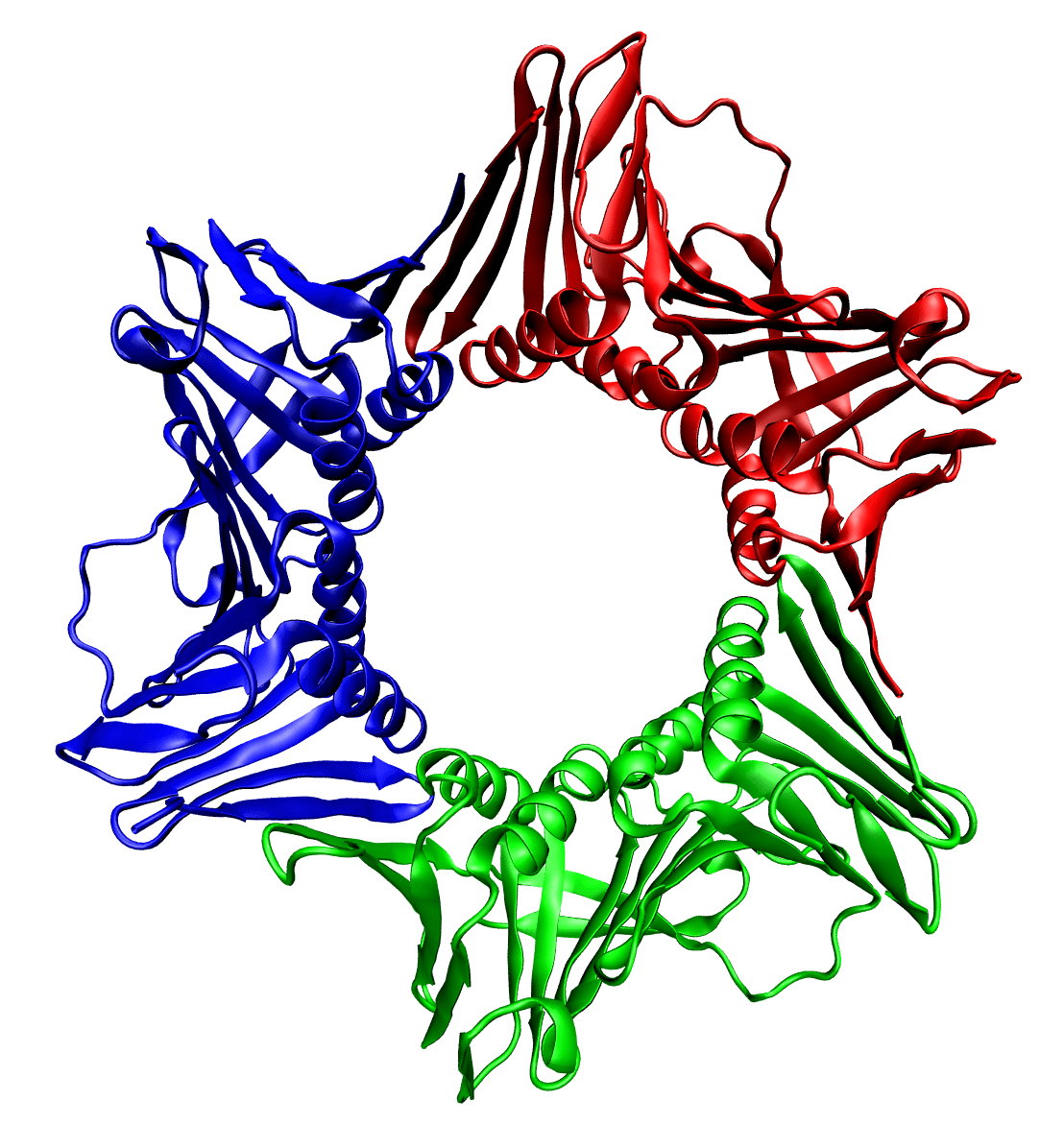 PCNA (protéine) — Wikipédia