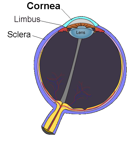 Cornea - Wikipedia