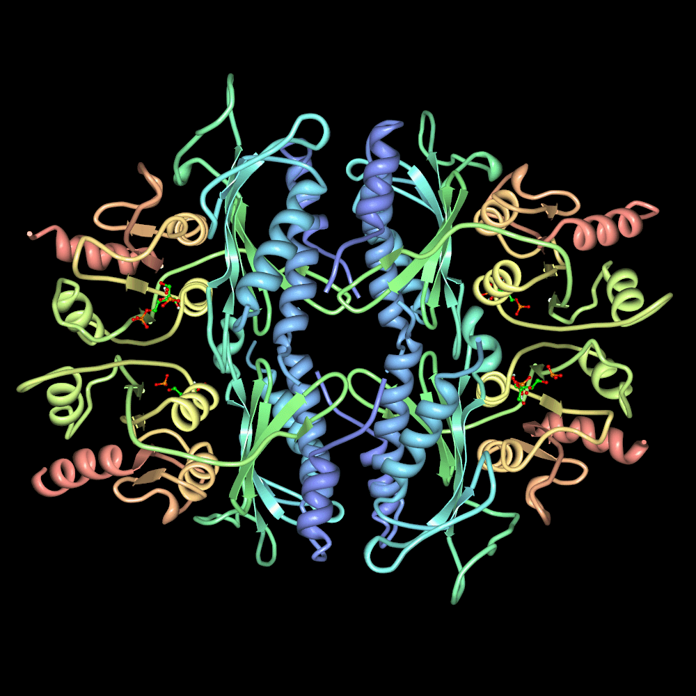 Fructose 1,6-bisphosphatase - Wikipedia