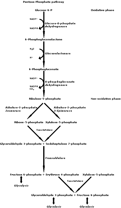 Pentose phosphate pathway - Wikipedia