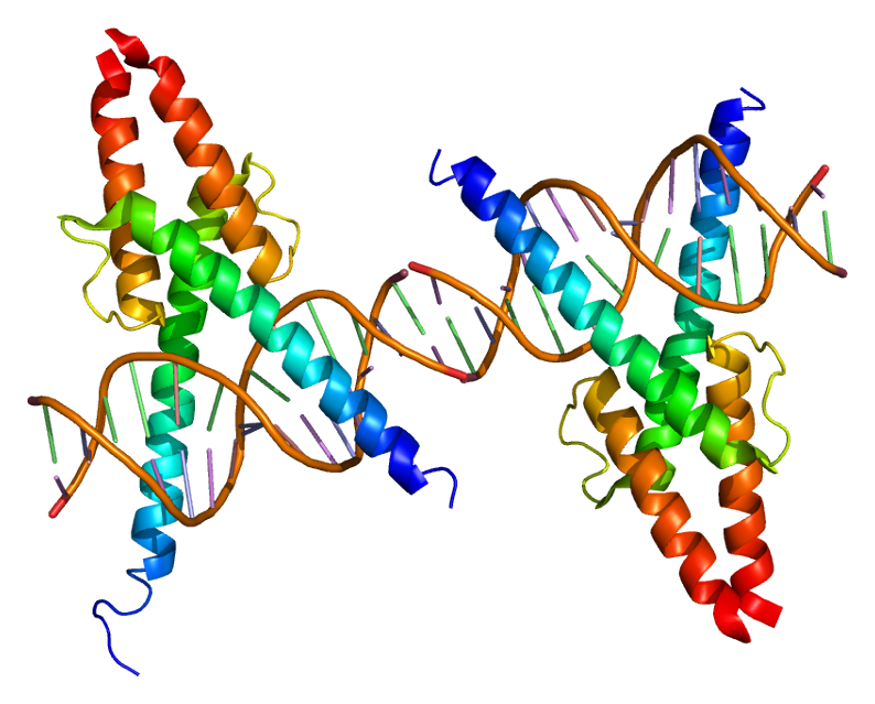 MyoD - Wikipedia