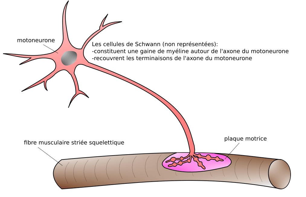 Motoneurone — Wikipédia