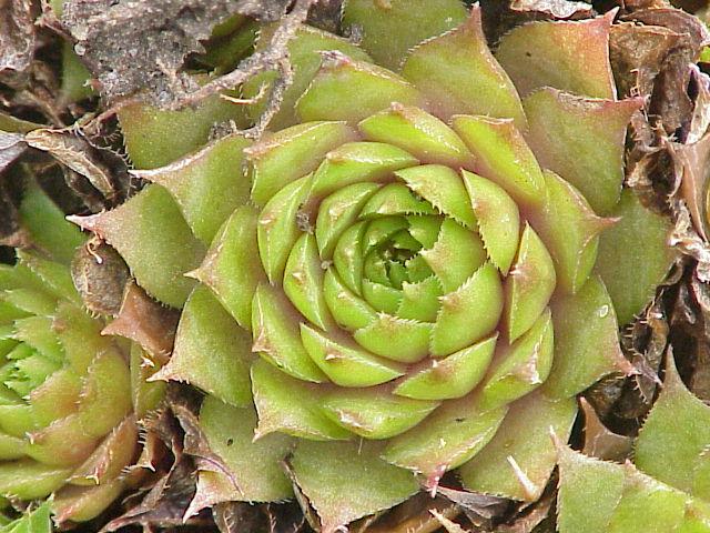 Plante succulente — Wikipédia