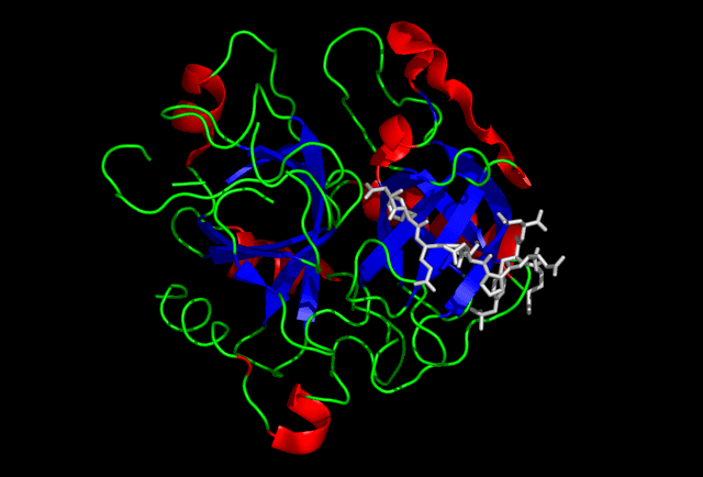 Thrombin - Wikipedia