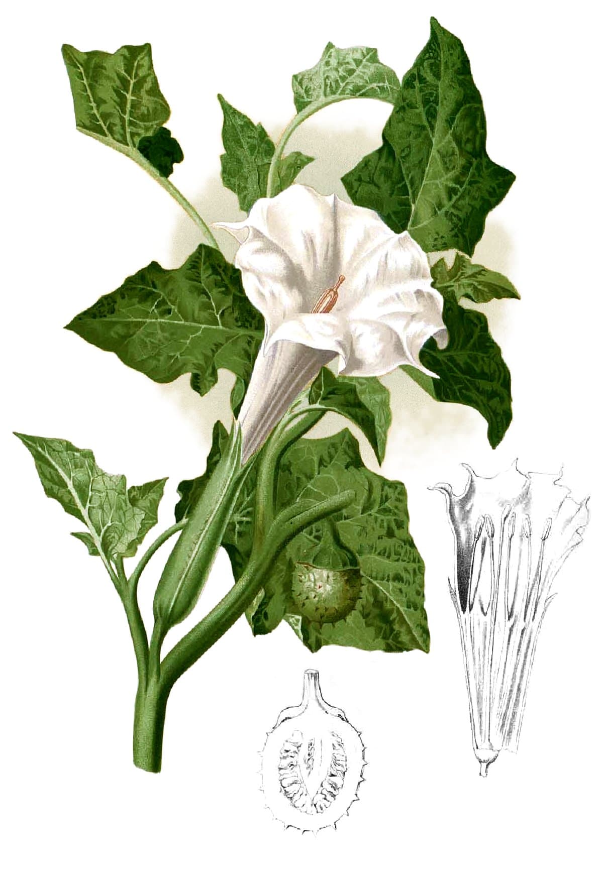 Datura metel - Wikipedia