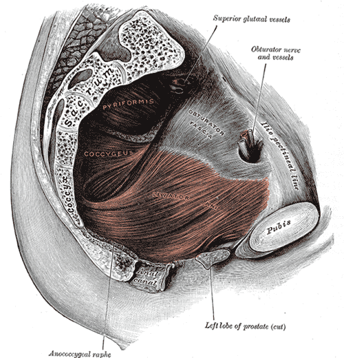 Chronic prostatitis/chronic pelvic pain syndrome - Wikipedia