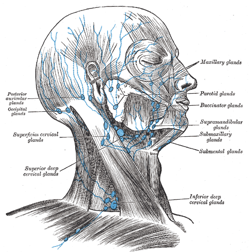 Supraclavicular lymph nodes - Wikipedia