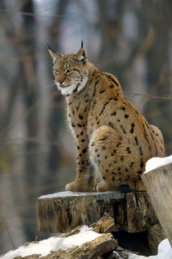 Lynx boréal — Wikipédia