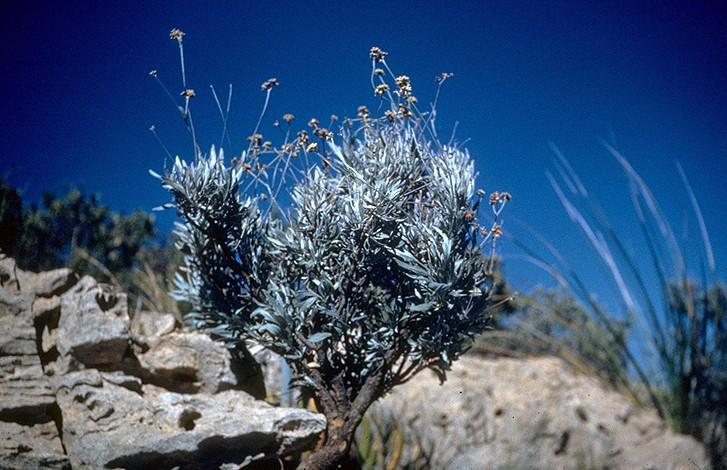 Parthenium argentatum - Wikipedia