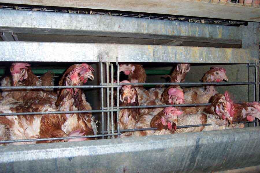 Battery cage - Wikipedia