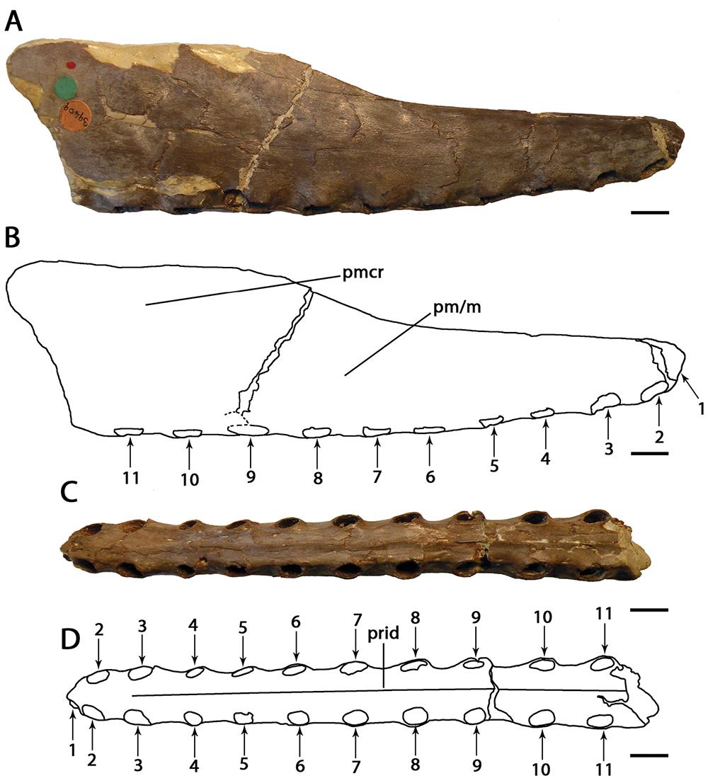 Cimoliopterus - Wikipedia