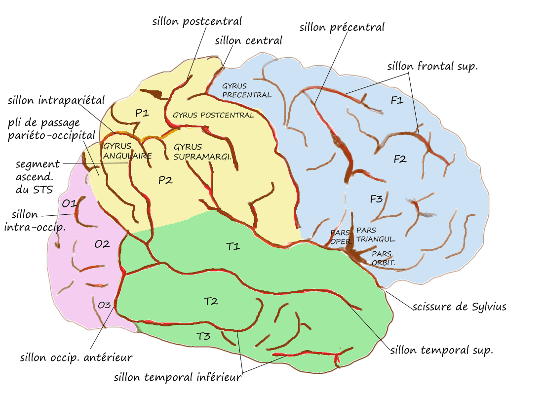 Lobule pariétal inférieur — Wikipédia