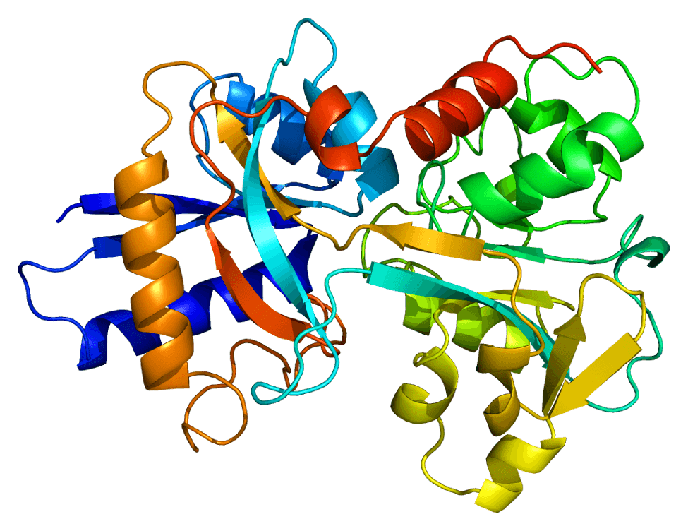 Transferrin - Wikipedia