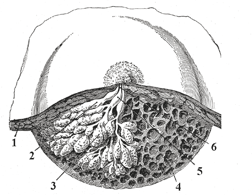 Duct (anatomy) - Wikipedia